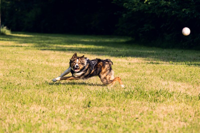 Playing Fetch at the Park