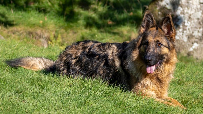 Everything around them can become chaotic - These dogs often seem to get more focused instead 2 German Shepherd