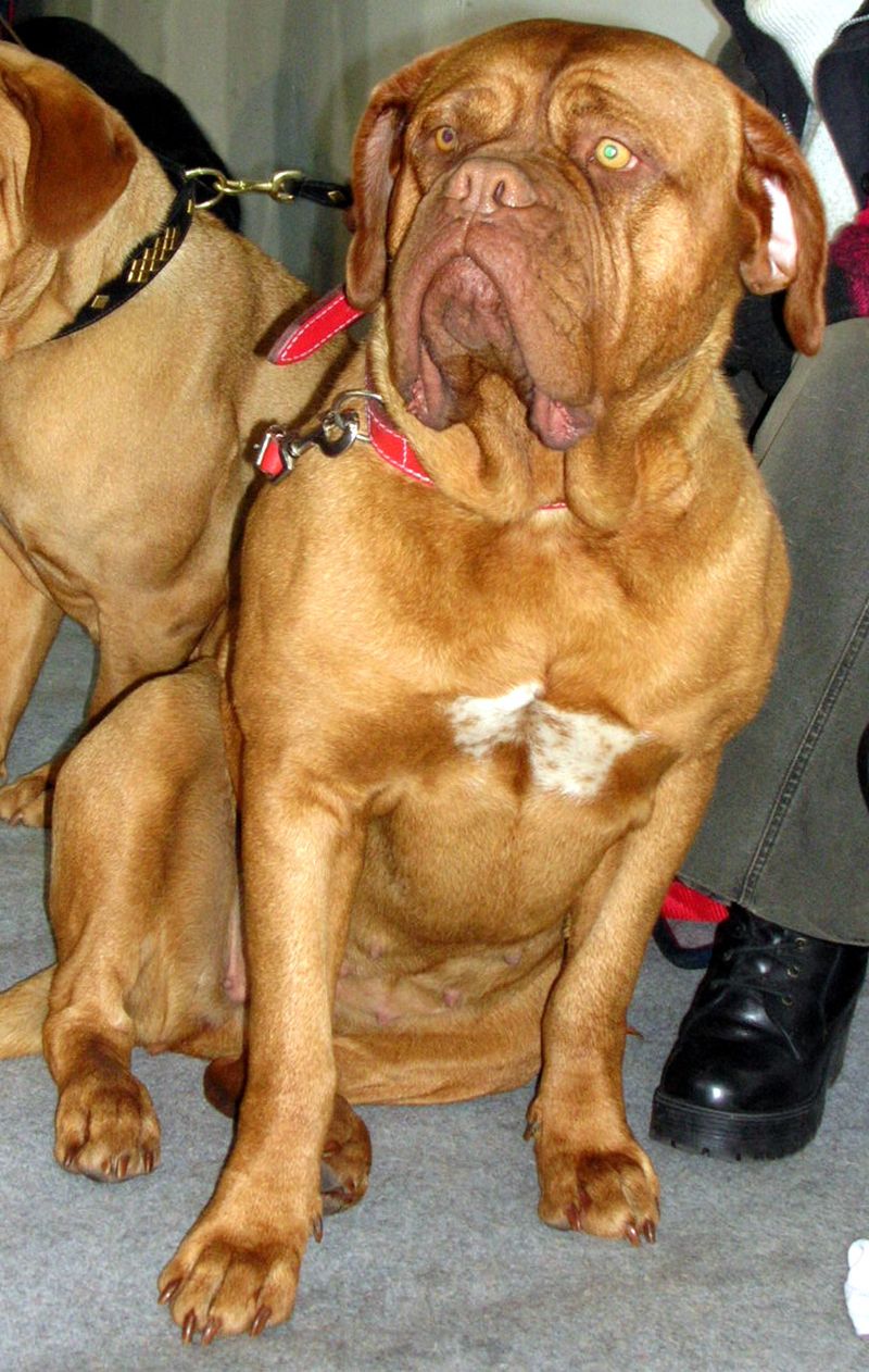 Dogue de Bordeaux