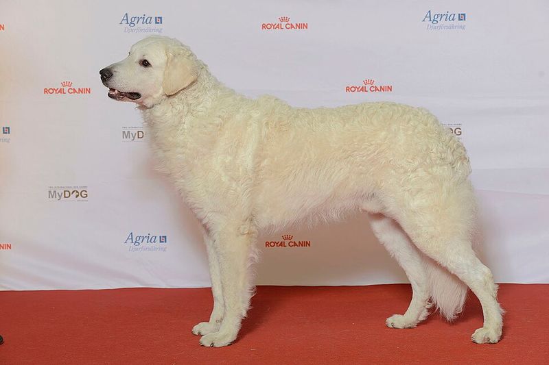 These 13 guard dogs don’t bark for attention - their presence alone is enough 9 Kuvasz