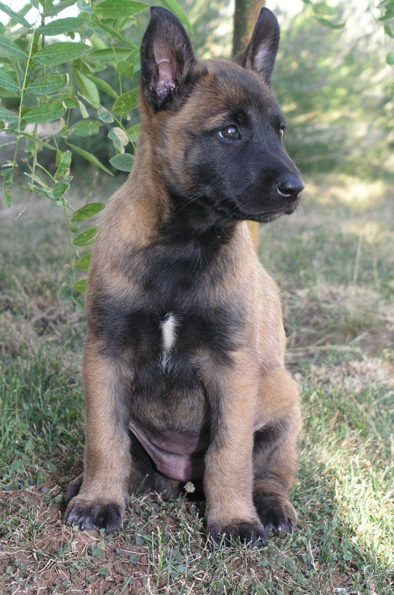 The “Puppy Fear Period” Conversation Is Everywhere - 11 Breeds Owners Say Surprise Them 12 Belgian Malinois