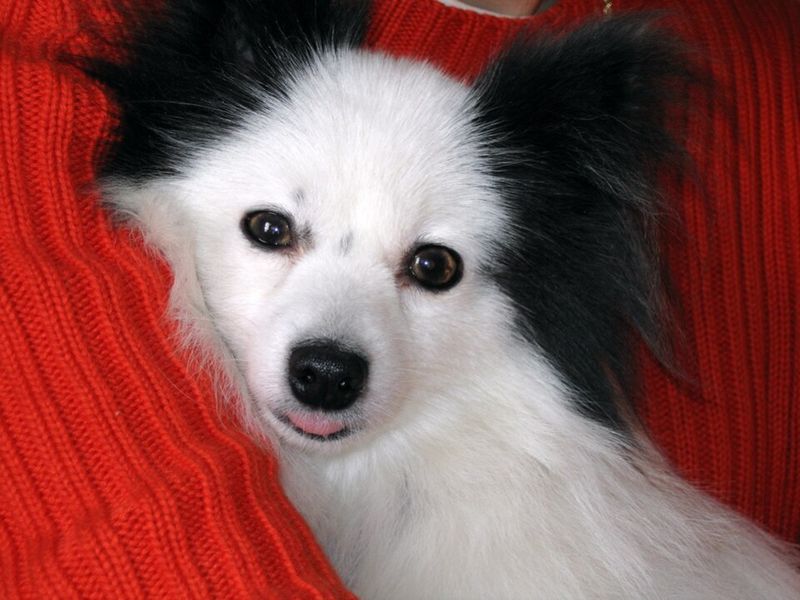 18 dog breeds that become clingy when they sense you are stressed 19 Papillon