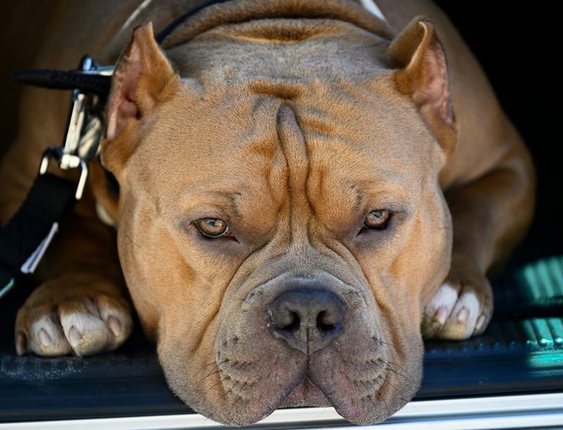 5 Guard Dog Breeds Trusted for Professional Protection — Plus 20 More Known for Security Skills 19 American Bulldog