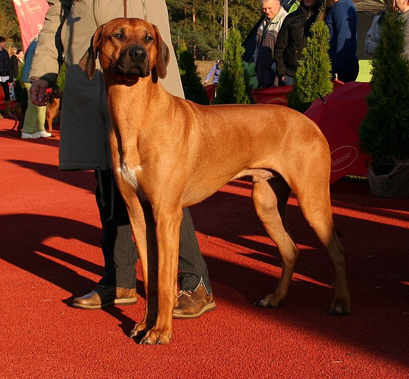 Rhodesian Ridgeback