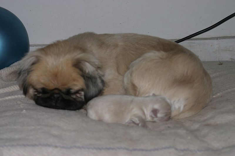 Pekingese