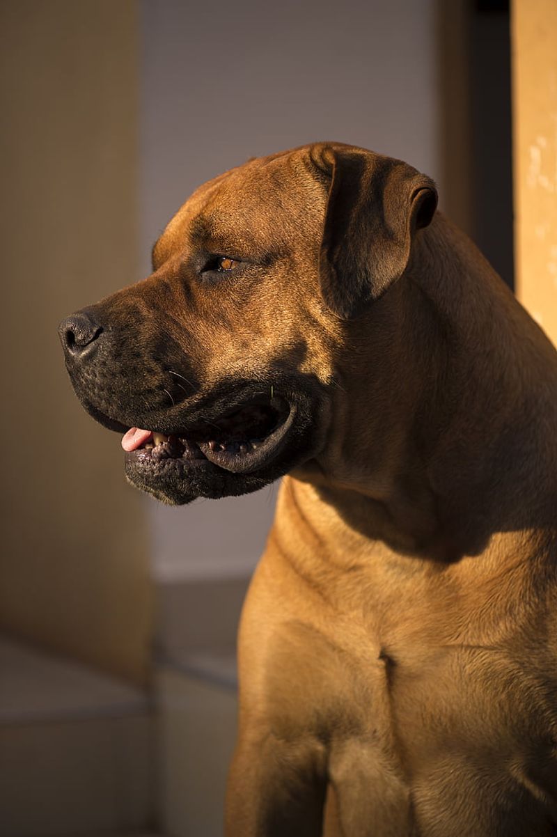24 Dog Breeds Rapidly Rising in Popularity in 2025 10 Boerboel
