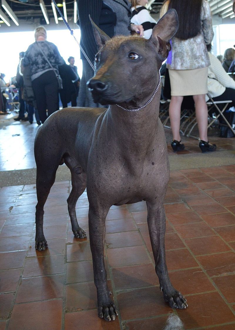 Xoloitzcuintli