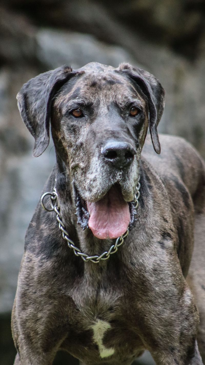 Great Dane