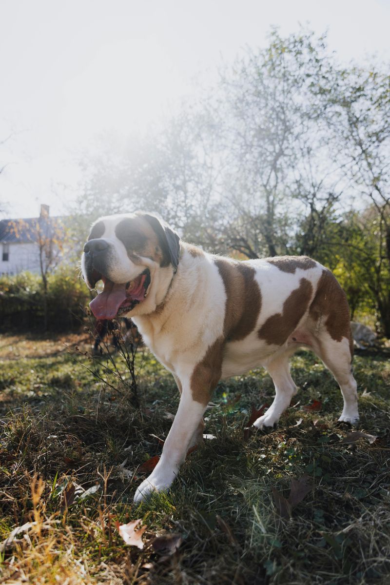 Saint Bernard