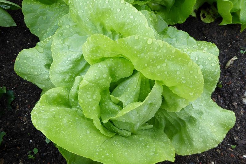 19 Safe and Nutritious Vegetables Dogs Can Enjoy 16 Lettuce