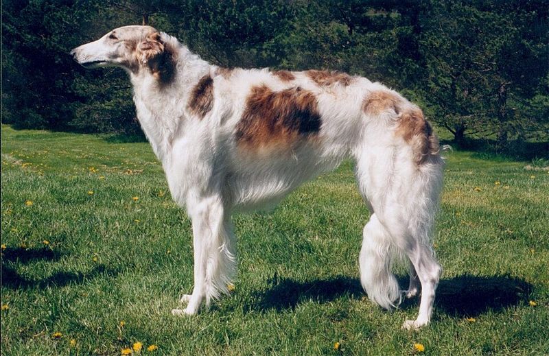 Borzoi