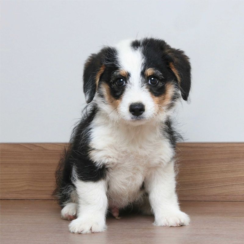 Corgipoo (Corgi + Poodle)