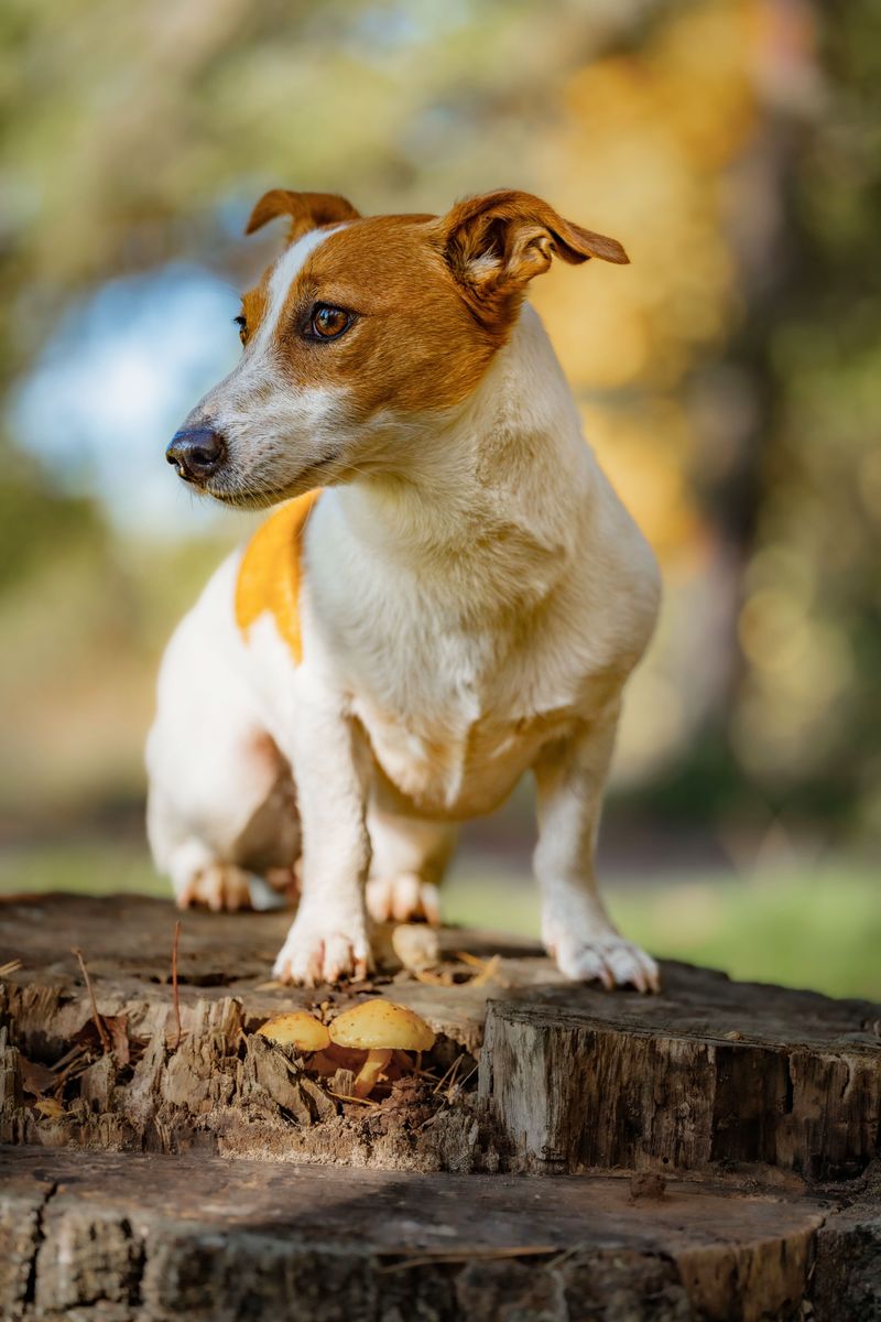 Jack Russell Terrier: A Tiny Fox Hunter