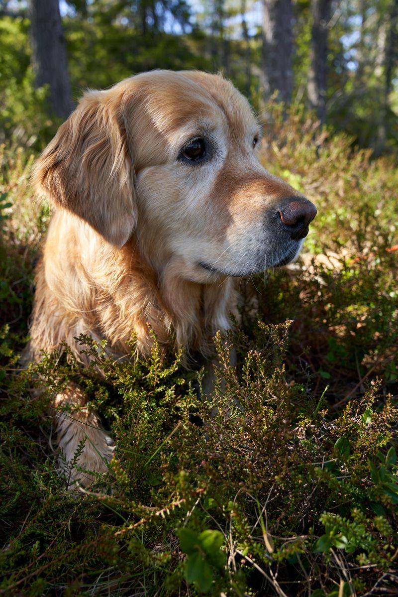 These 10 dogs can gain weight fast after neutering without the right routine 5 Golden Retriever