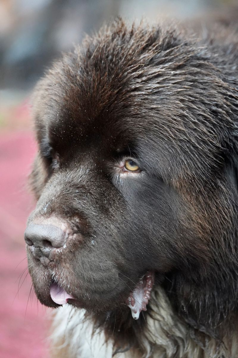 14 dog breeds that remember who treated them well – plus 4 that take much longer to trust again 12 Newfoundland