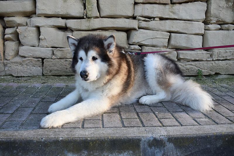 14 dog breeds that seem perfect on paper but struggle with everyday home routines 8 Alaskan Malamute