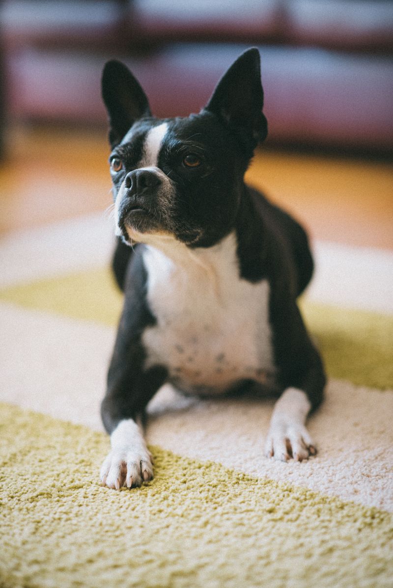 If your dog thinks every new person deserves a celebration, one of these breeds may explain everything 8 Boston Terrier