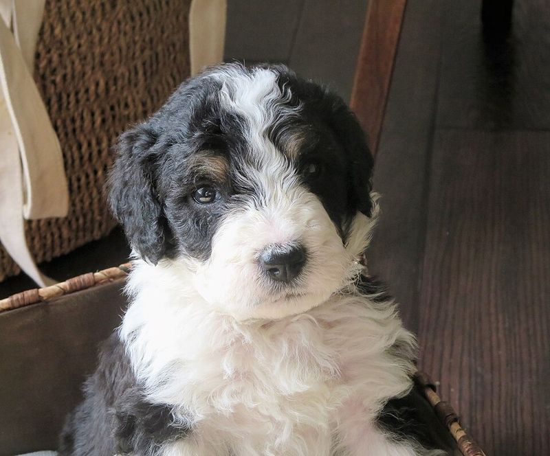 Bernedoodle
