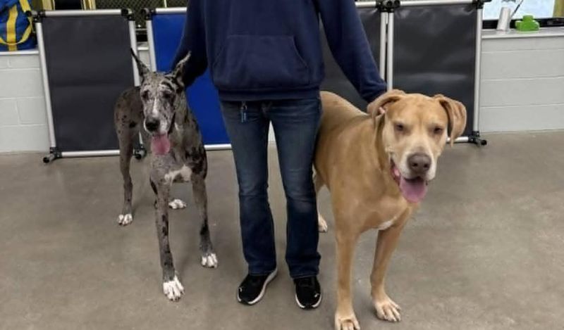 Growling when you pet another pet