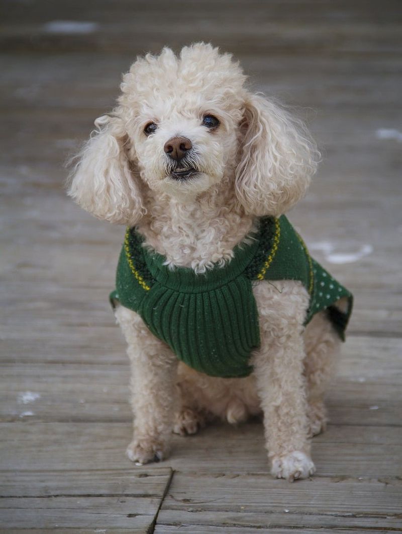 Poodle (Standard, Miniature, Toy)