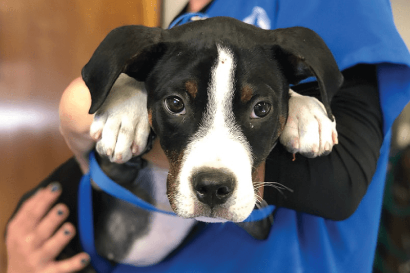 Myth 8: They were surrendered for bad behavior.