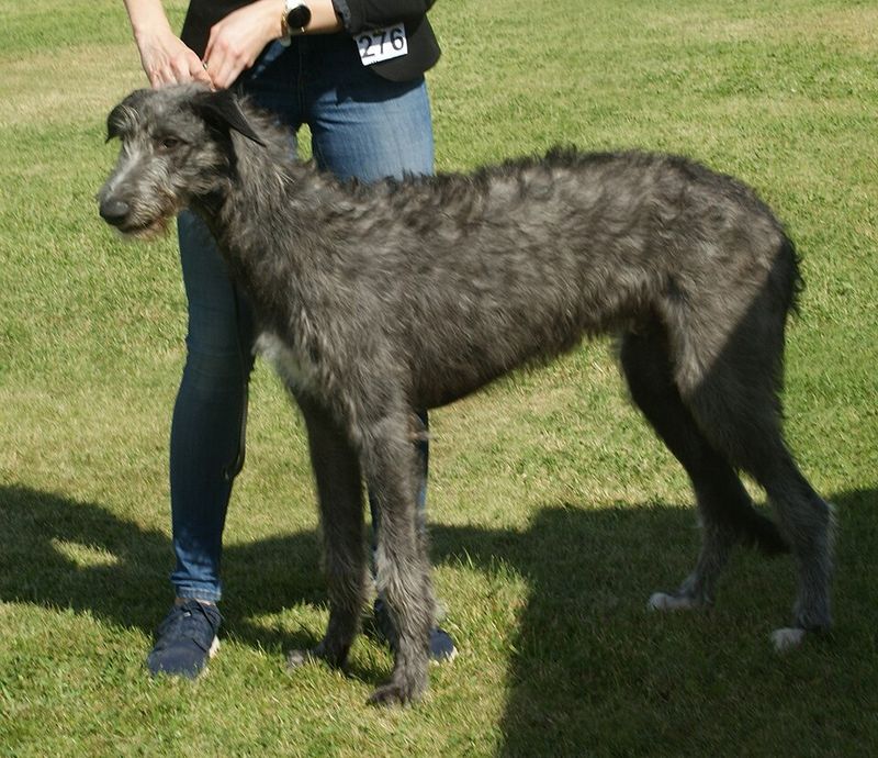 12 dogs with painfully short lifespans owners say are never easy to accept 11 Scottish Deerhound
