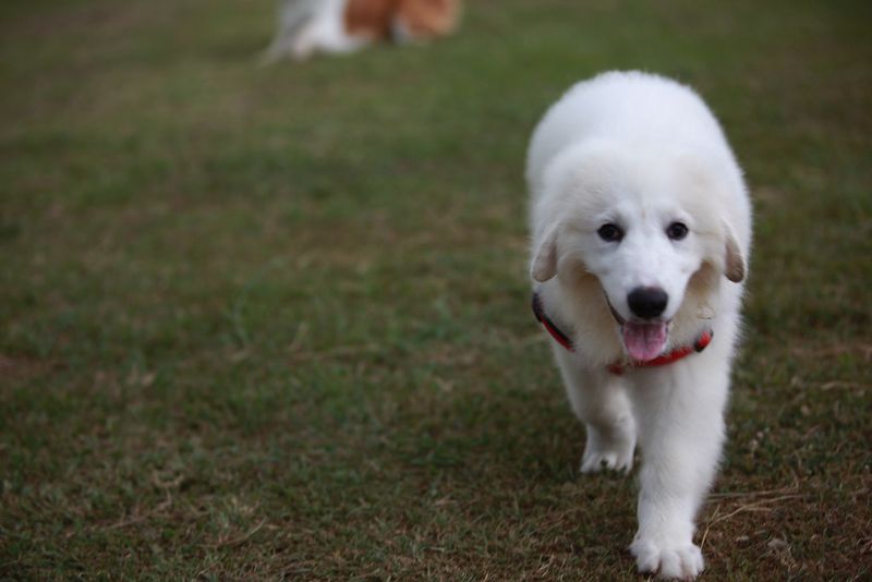 Great Pyrenees