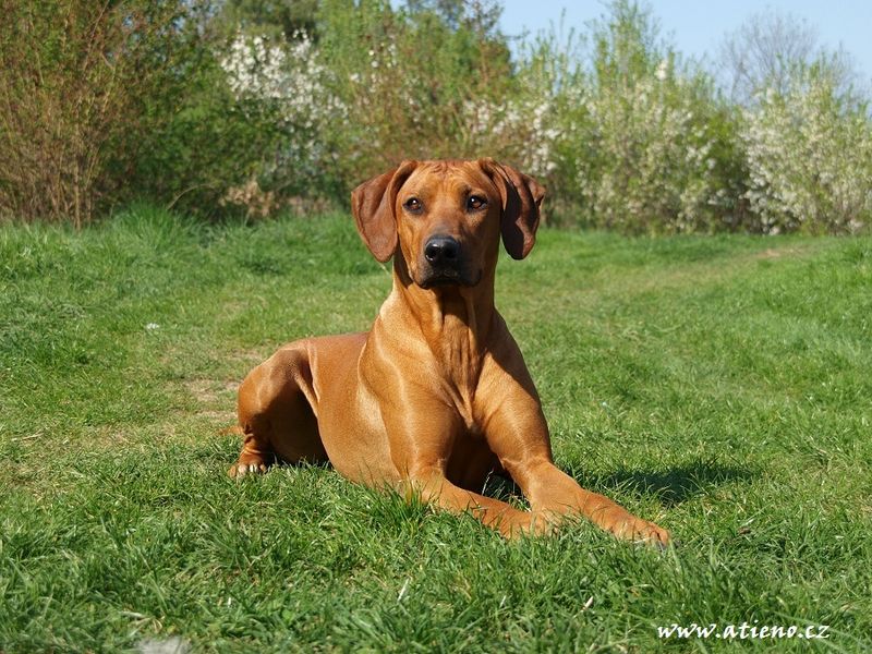Their powerful appearance can be misleading - These breeds are often remarkably affectionate at home 12 Rhodesian Ridgeback