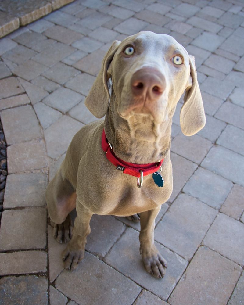 16 breeds that become exceptional companions once they understand expectations 11 Weimaraner
