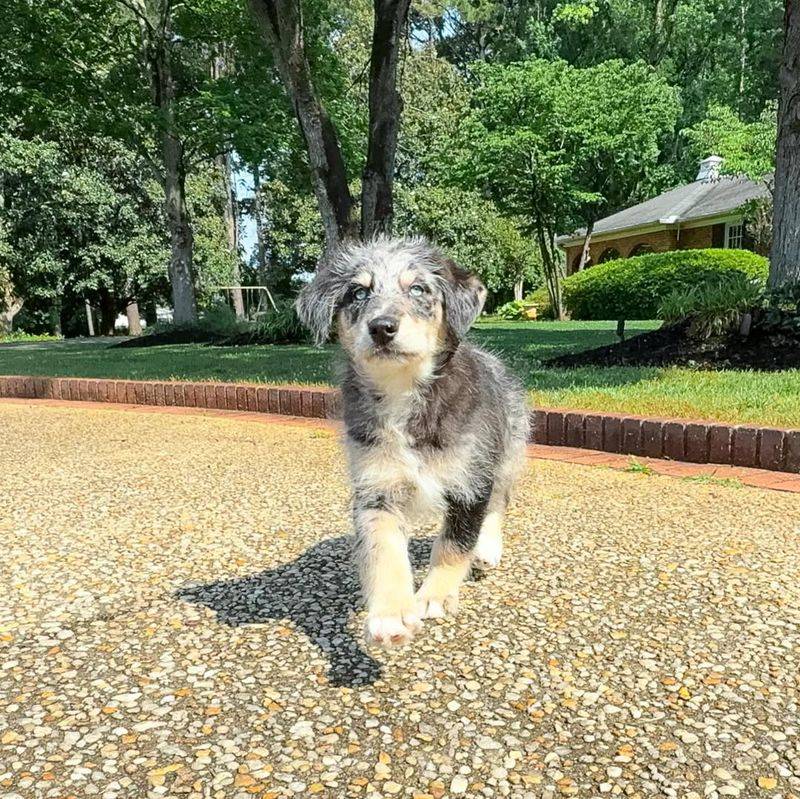 25 Popular Doodle Dog Breeds Gaining Attention in 2025 16 Huskydoodle