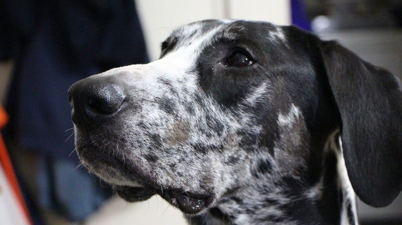 Great Dane