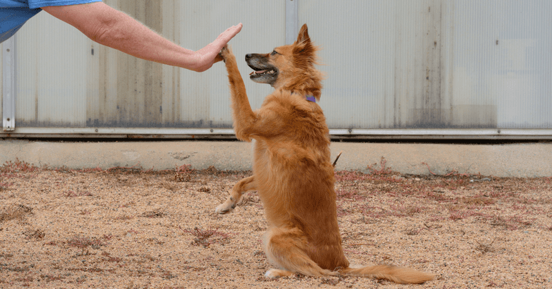 Use positive reinforcement and patience.