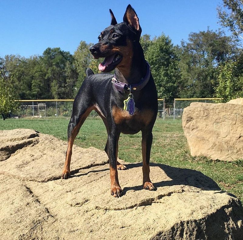 Big dog lovers may want to reconsider after meeting these 12 surprisingly impressive little breeds 10 Miniature Pinscher