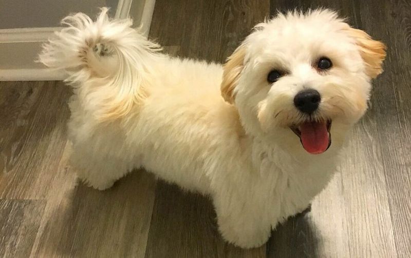 18 dog breeds that become calm only after they fully trust you 15 Maltese
