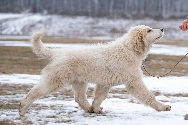 Great Pyrenees