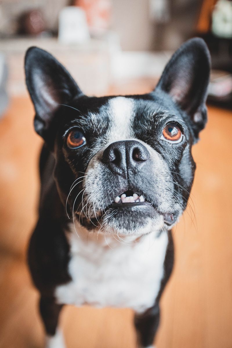 Friendly to a fault, these 14 dog breeds see a friend in everyone 13 Boston Terrier
