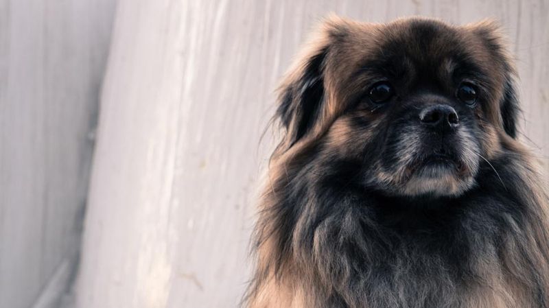 Tibetan Spaniel