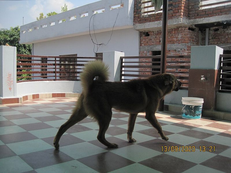 10 Breeds That Don’t “Perform” Well on Camera – And Never Did 4 Bakharwal Dog