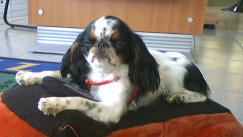 English Toy Spaniel