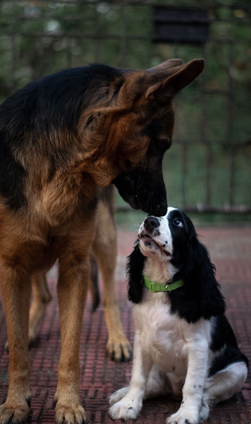 English Springer Spaniel