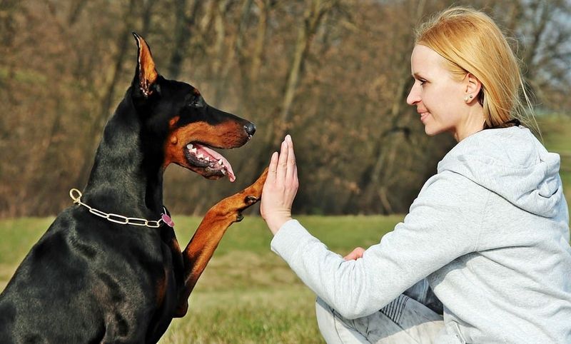 Doberman Pinscher