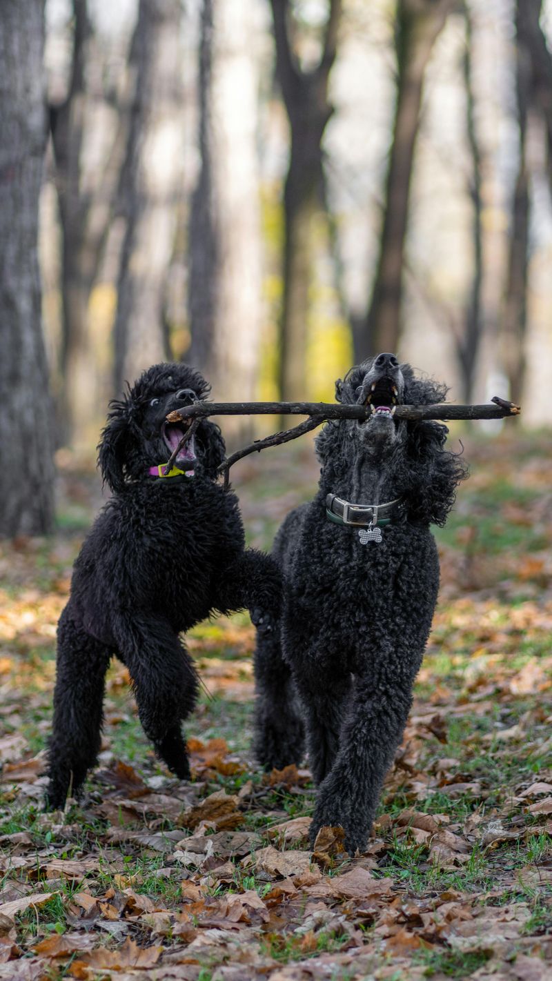 18 Highly Intelligent Large Dog Breeds That Learn New Tricks Quickly 9 Standard Poodle