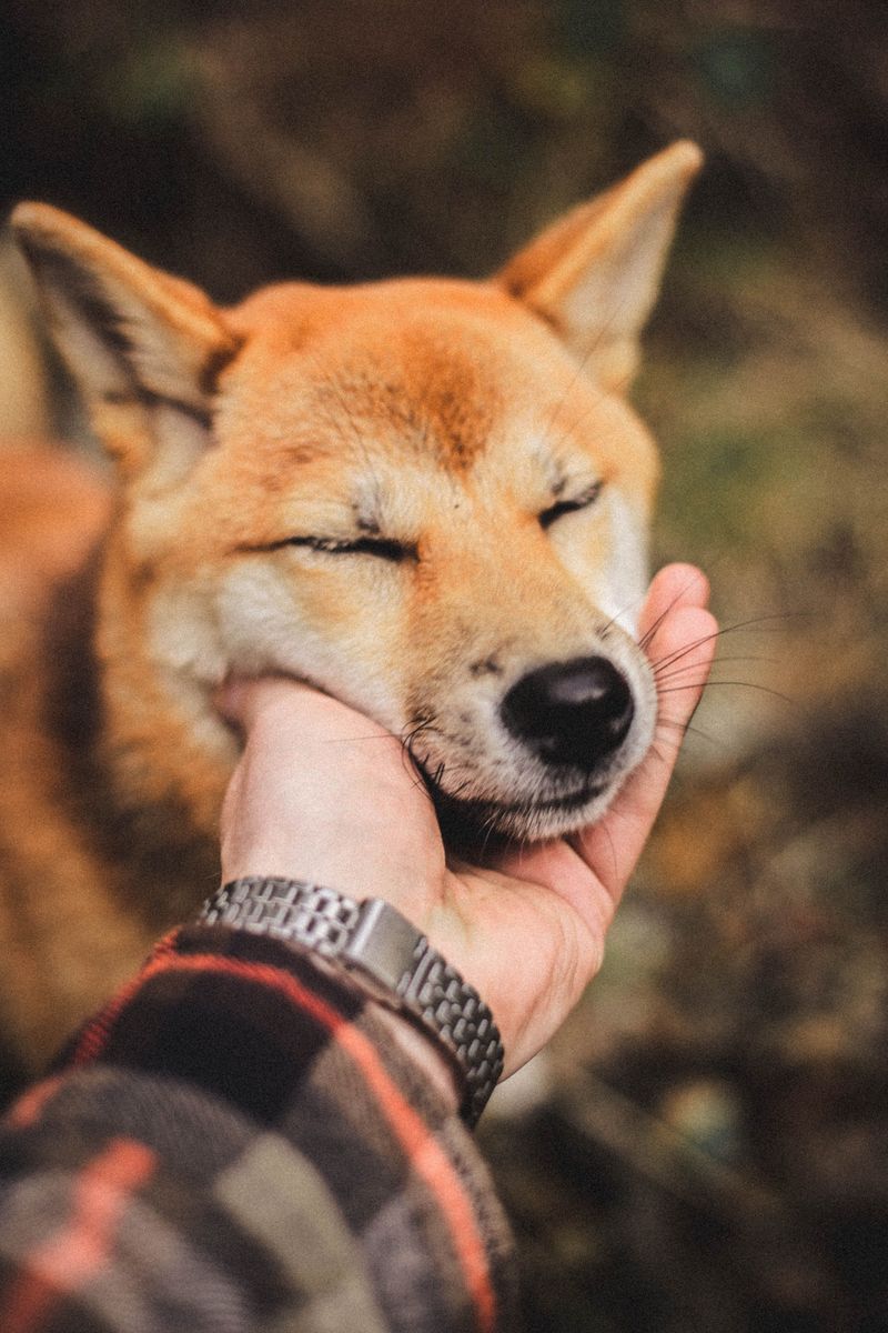 Shiba Inu