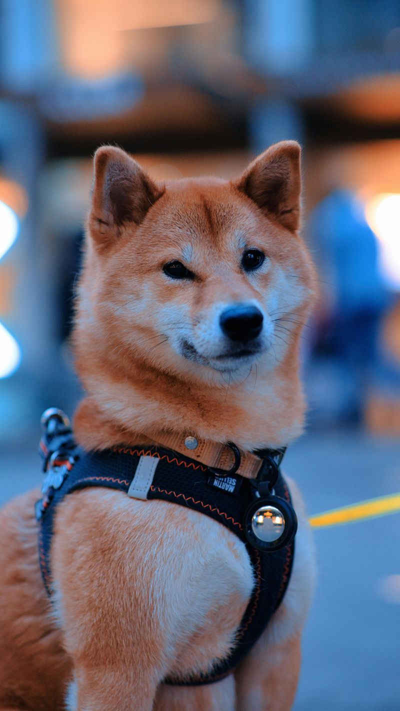 25 Dog Breeds with the Biggest and Most Expressive Personalities 17 Shiba Inu