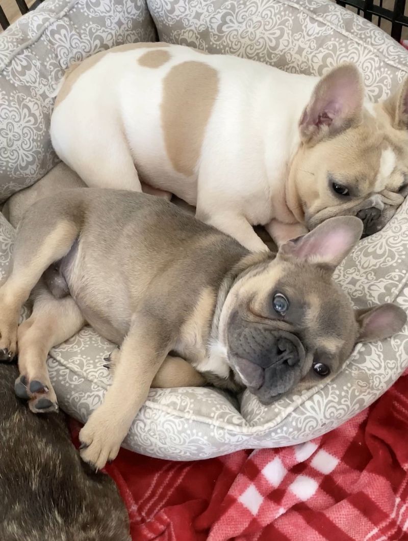 13 calm companion dogs that bring comfort, routine, and joy in your 70s 8 French Bulldog