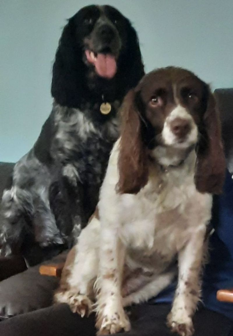 Show these clever dogs how the house works and they may learn the routine before you expect 11 English Springer Spaniel