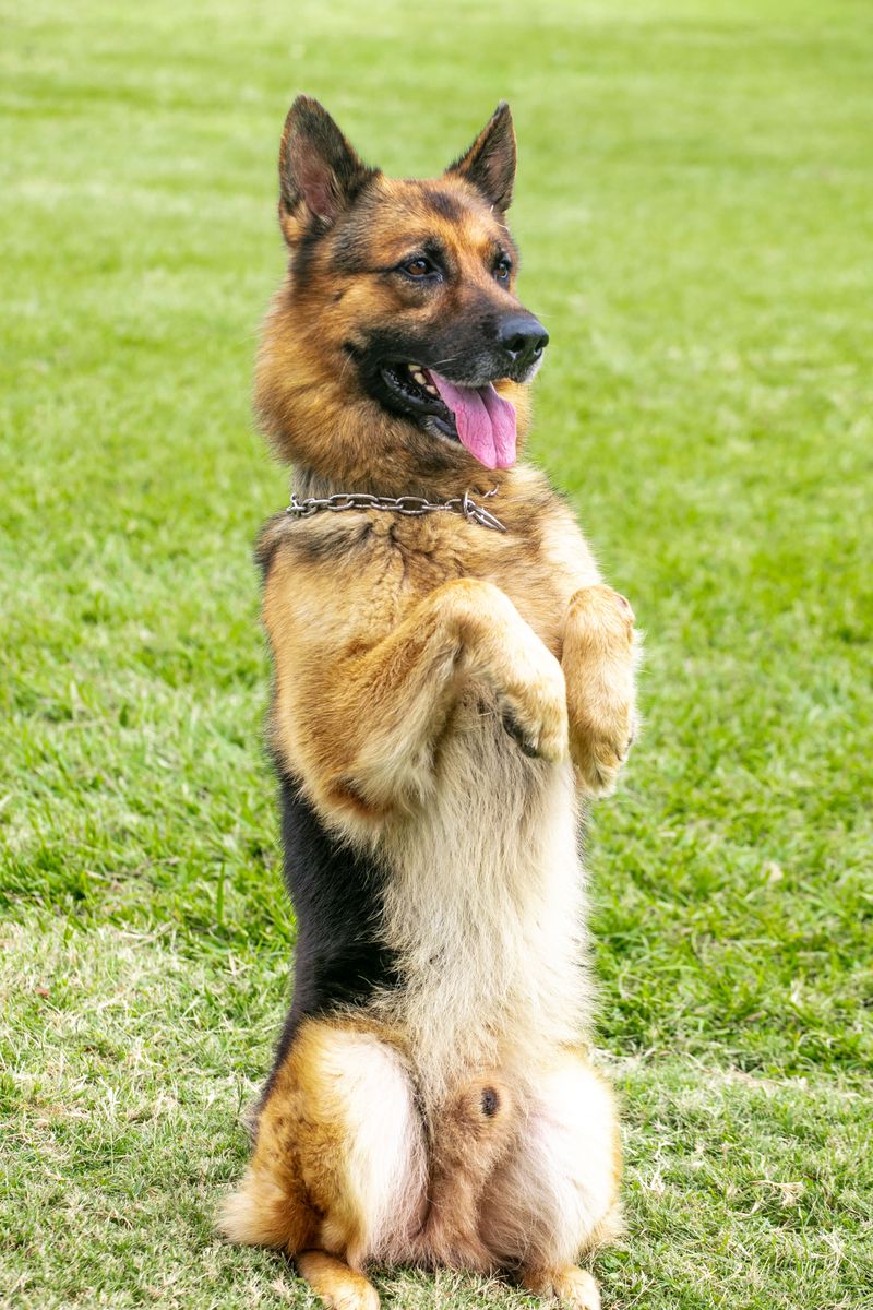 German Shepherd