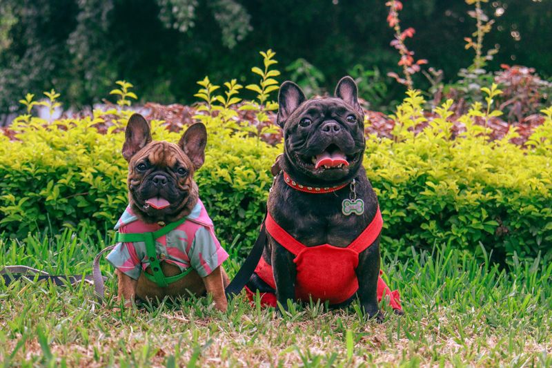 French Bulldog