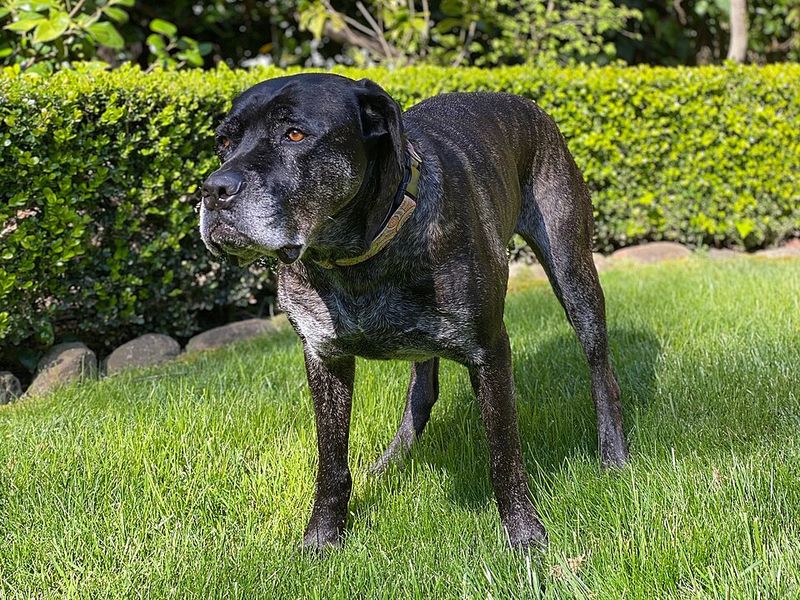 12 dog breeds that need early socialization to stay balanced 6 Cane Corso