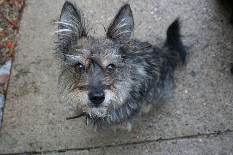 Cairn Terrier